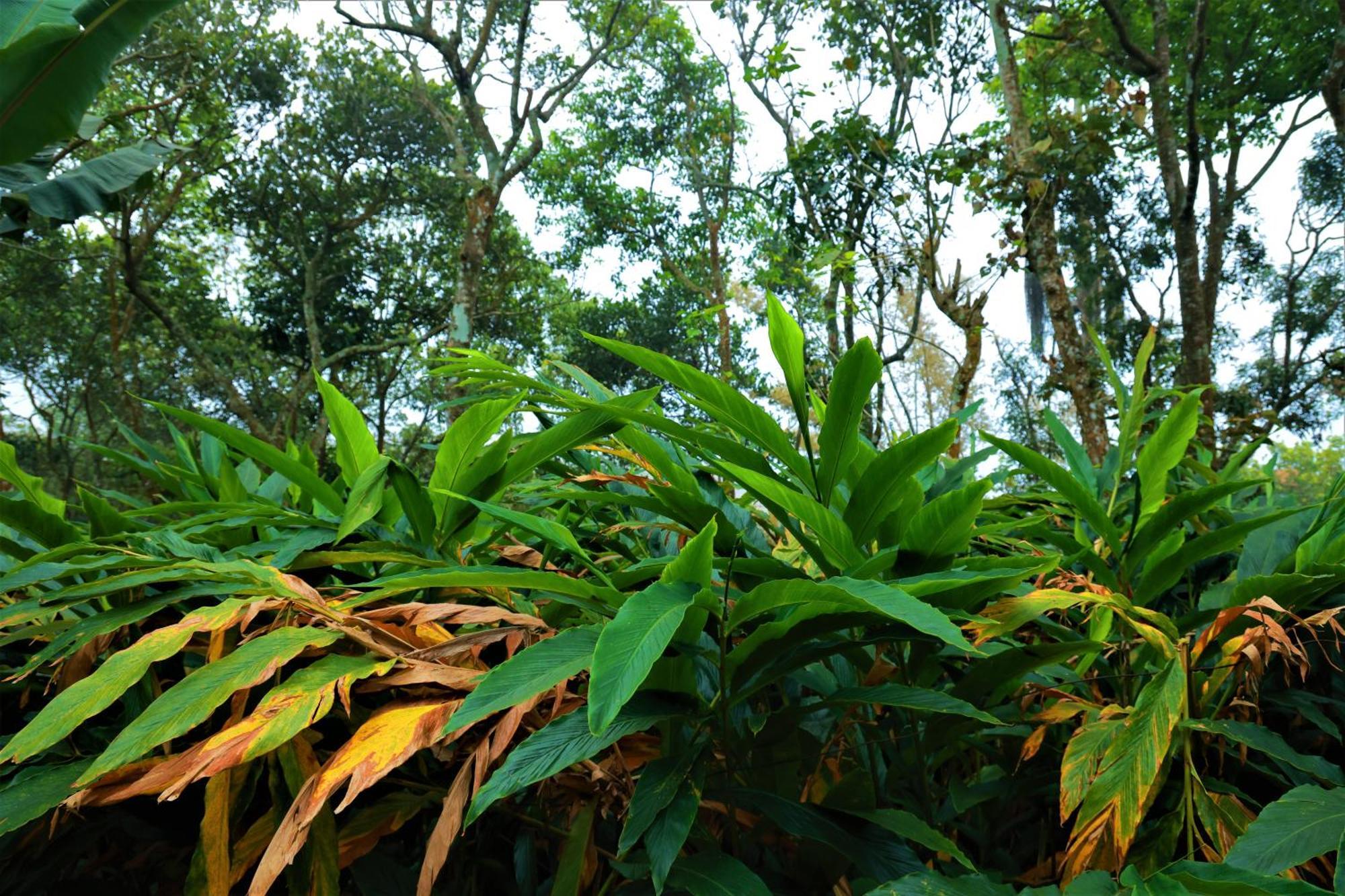 Peakaavu Cottages Idukki Kültér fotó